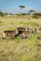 Naklejka na ściany i meble Group of waterbucks looking into camera, Lewa Conservancy, Kenya, Africa