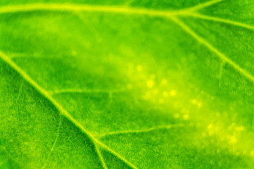 Green summer leafy pattern. Large leaves. Background for graphic design of agro booklet.