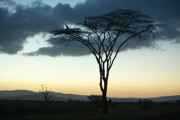 Fototapeta na wymiar European storks at dusk on Acacia Tree in Lewa Conservancy, Kenya, Africa