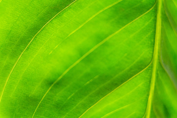 Green summer leafy pattern. Large leaves. Background for graphic design of agro booklet.