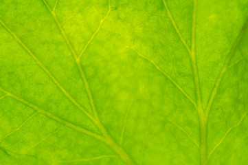 Fototapeta na wymiar Green summer leafy pattern. Large leaves. Background for graphic design of agro booklet.