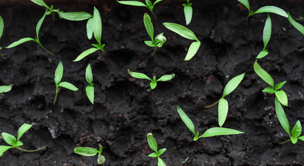 green plant growing in soil
