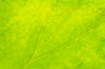 Naklejka na ściany i meble Green summer leafy pattern. Large leaves. Background for graphic design of agro booklet.