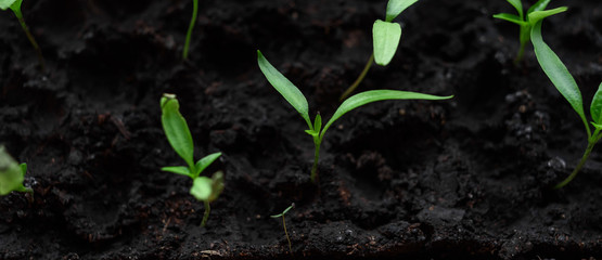 young plant in the ground