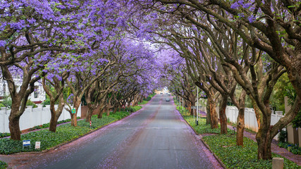 Fototapeta premium Wysokie drzewa Jacaranda wzdłuż ulicy na przedmieściach Johannesburga w popołudniowym słońcu
