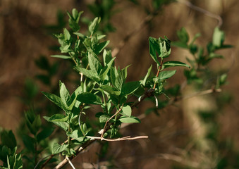 close up of fresh green leaves