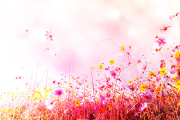 Beautiful Soft and blur of cosmos flowers with bokeh in vintage style for background.