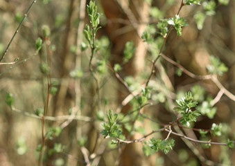 close up of green grass