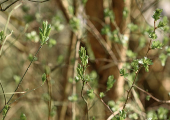 green grass in the morning