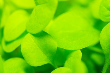 Summer green grass closeup. Large leaves. Agricultural field with plants in the sun. Background for...