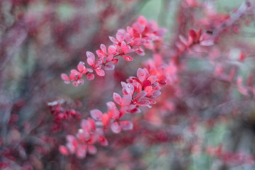 Dew drops on the red leaves of the barberry