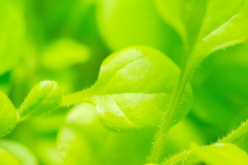 Summer green grass closeup. Large leaves. Agricultural field with plants in the sun. Background for graphic design of agro booklet.