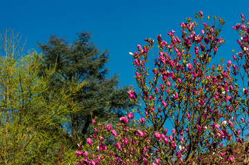 Obraz na płótnie Canvas magnolia in bloom on a sunny spring afternoon