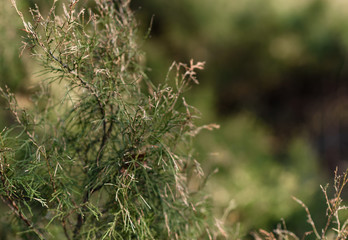 green grass in the wind