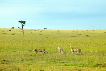 Three Cheetahs stalking through high grasslands of Masai Mara near Little Governor's camp in Kenya,...