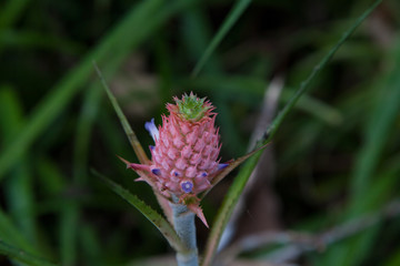 Ornamental pineapple growing in the Jungle of Thailand