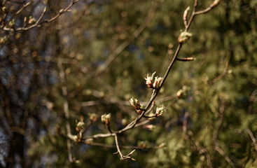 yellow flowers in the forest