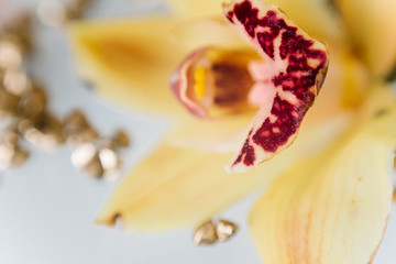 Yellow orchid in macro view