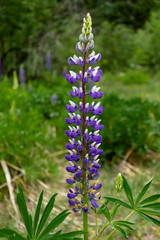 The natural geometry of the purple lupinus albus