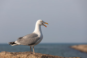 Fototapeta na wymiar portrait of a screeching seagull (Laridae)