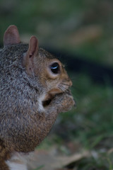 Primer plano de una ardilla