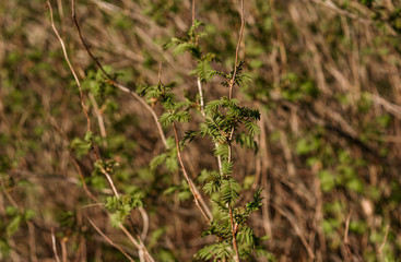 close up of green grass