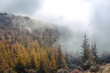 Trees, clouds, mountain and fog.
