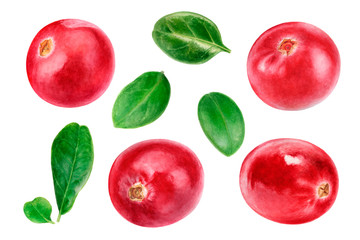 Cranberry big set composition watercolor illustration isolated on white background