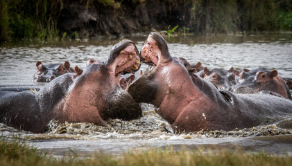 Fototapeta na wymiar Lucha de Hipopótamos, Ngorongoro, África