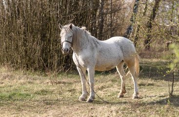 white horse on the meadow