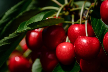Close-up of cherries at a tree