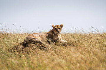 Leona Serengueti, África