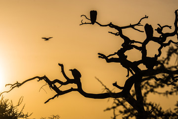 Atardecer Serengueti, África