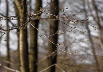 tree branches covered with snow