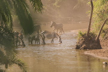 Cebras, en Serengeti, África