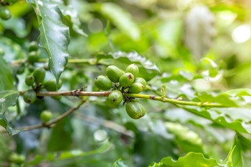 Green coffee beans growing, green arabica coffee beans on coffee tree