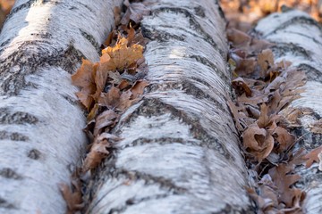 Suche liście na drewnie.