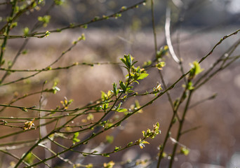 spring in the forest