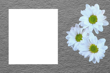 white daisies on a colored paper background with a place for an inscription