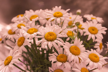 
bouquet of daisies close-up on a window background