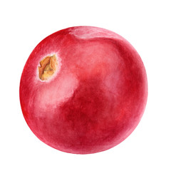 Cranberry watercolor illustration isolated on white background