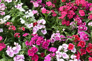 Flower after Rain - Nature beauty