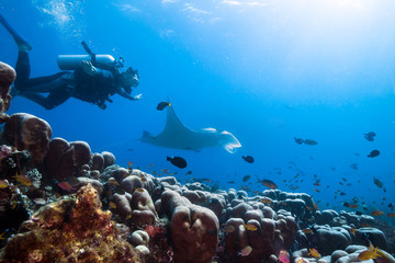 Diver swims with manta ray.