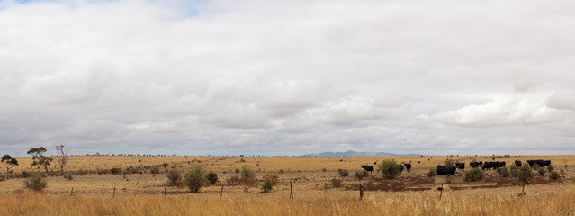 panorama of a rural farm field with black cattle grazing on the dry grass behind a gated fence with the overcast sky strecthing above, rural Victoria, Australia