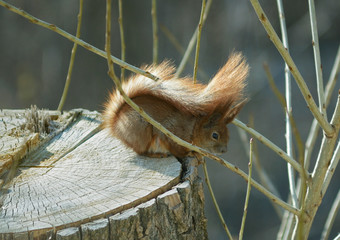 Squirrel sitting on the tree trunk