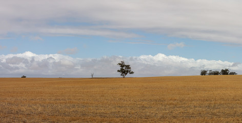 Fototapeta na wymiar Panorama of a lone native Australian tree standing in the middle of open rural farmland in country Victoria, under a blue sky cloud filled day after a recent harvest.