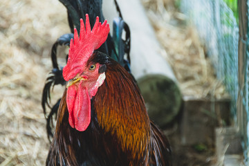 black rooster with orange streaks hovers inside the enclosure