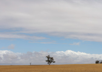 Panorama of a lone native Australian tree standing in the middle of open rural farmland in country Victoria, under a blue sky cloud filled day after a recent harvest.