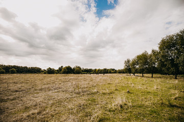 Rinderweide – Wiesenlandschaft