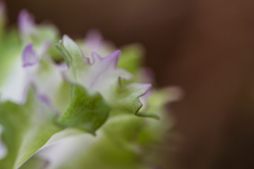 ornamental bloom on spring